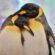 Das neue BAYC? Pinguin NFT für $600,000 USD verkauft